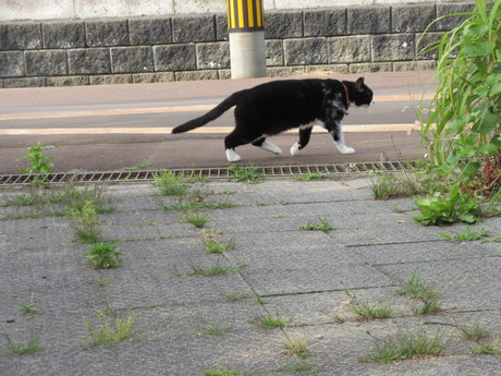 今朝のねこ・豆科二種_a0203003_21464547.jpg