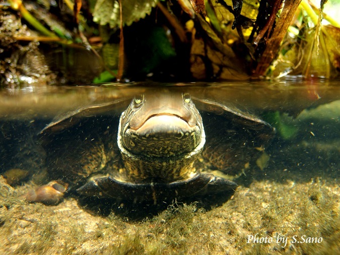 クサガメ_b0348205_00153590.jpg