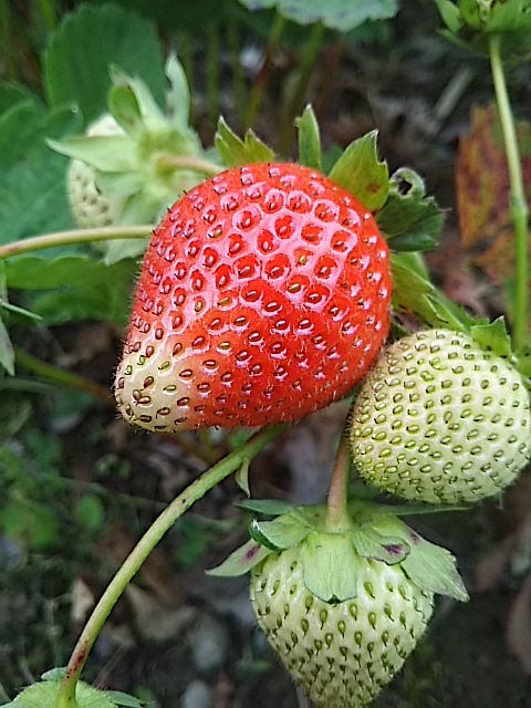 f0316507_16533094.jpg