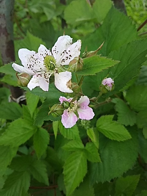 芍薬は素敵＆育ってるもの_f0316507_16540726.jpg