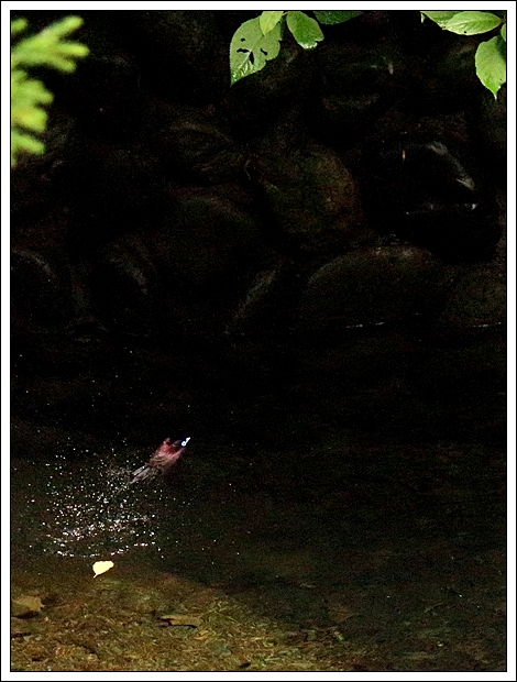 サンコウチョウ♂の水浴び　証拠写真ですが　2017/6/22_d0129921_0581661.jpg