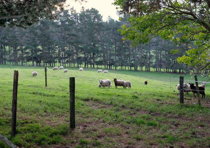 雨、アンガス牛、お線香／　Rain, Angus Cows, Lavender Insents_e0310424_08202120.jpg