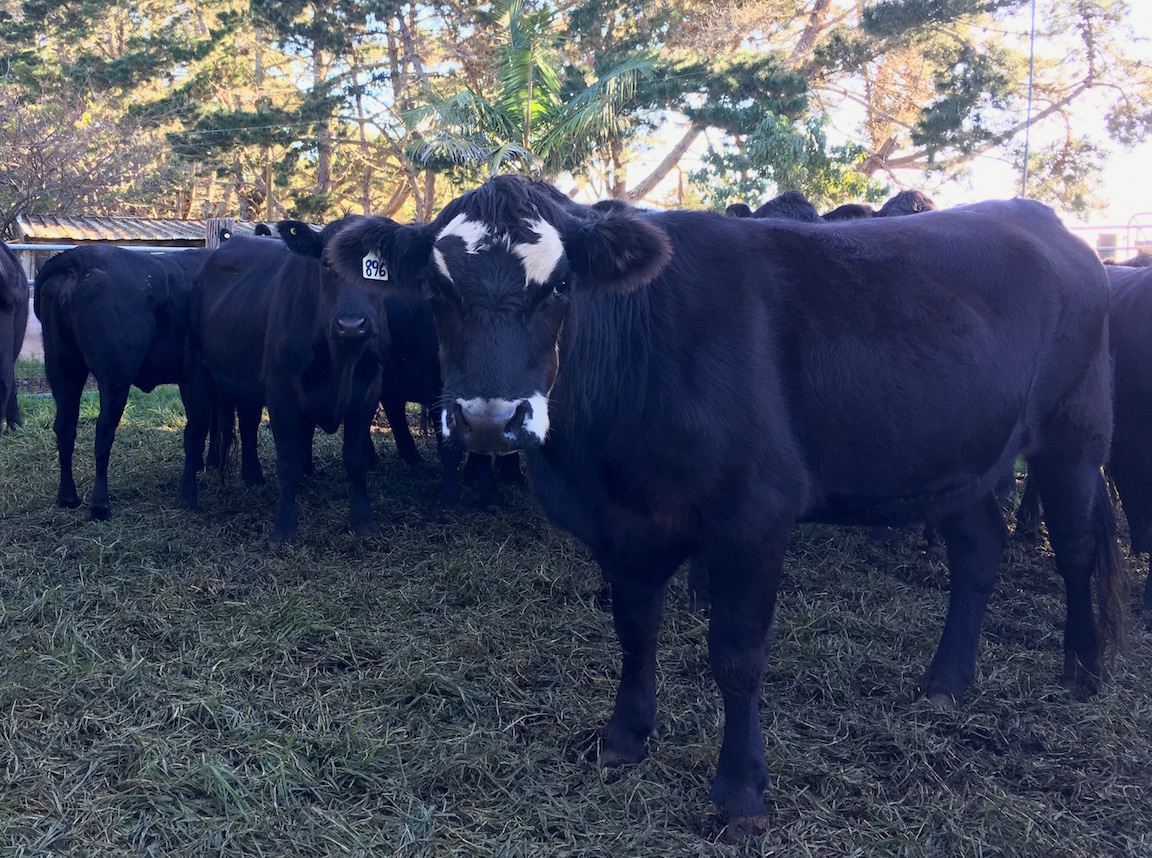 雨、アンガス牛、お線香／　Rain, Angus Cows, Lavender Insents_e0310424_08205327.jpg