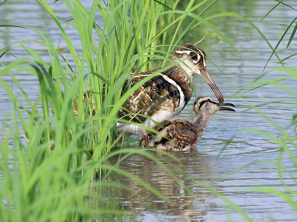 今日の鳥見　アオバズク　タマシギの雛だいぶ大きくなりました。_f0368325_20213242.jpg