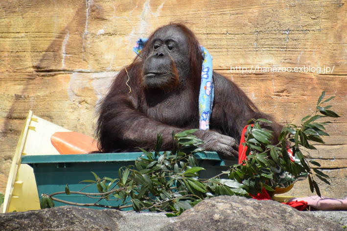 いい湯だな ジプシーさん 今日ものんびり動物園