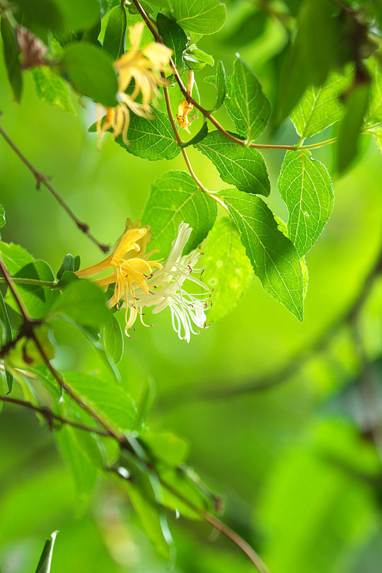 初夏の花　～スイカズラ～_c0067040_22572063.jpg