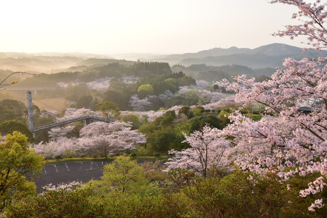 丸岡公園の桜　(2017年3月）_b0370145_19264915.jpg
