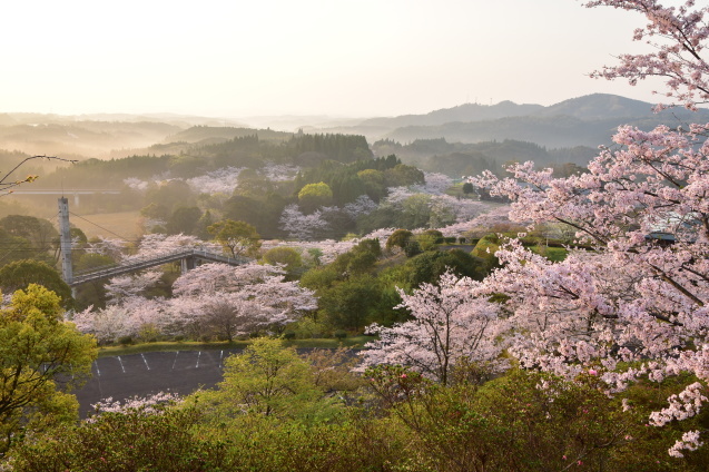 丸岡公園の桜 17年3月 サアーの撮ろう登ろう日記 丸岡公園の桜 17年3月 サアーの撮ろう登ろう日記