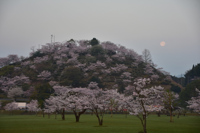 丸岡公園の桜　(2017年3月）_b0370145_19270865.jpg