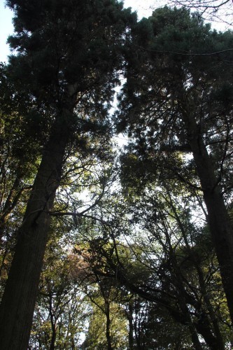 【佐野原神社】　ウガヤフキアエズノミコトの宮殿跡とされる聖地_c0011649_00044397.jpg