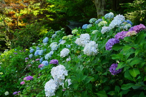 6月23日　本土寺の紫陽花_a0133653_17434241.jpg