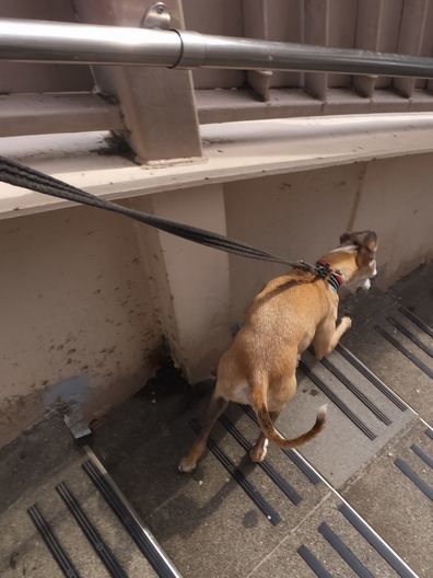 歩道橋を制覇する犬。_b0234654_09020783.jpg