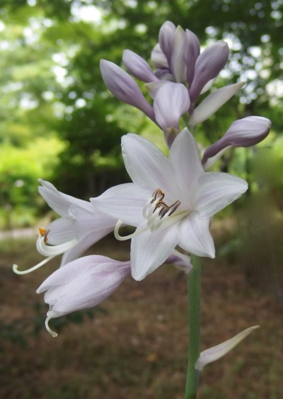 『大葉擬宝珠』 Hosta sieboldiana_f0238961_219568.jpg