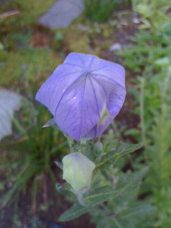 桔梗の蕾 花とともに