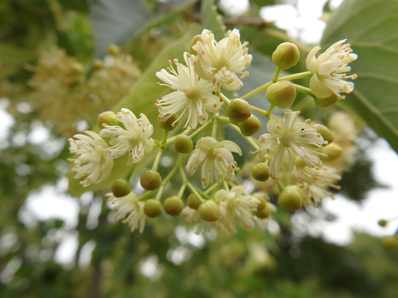 『科の木(シナノキ)と紫陽花(アジサイ)と白熊の木(ハグマノキ)の花達･････』_d0054276_20231792.jpg