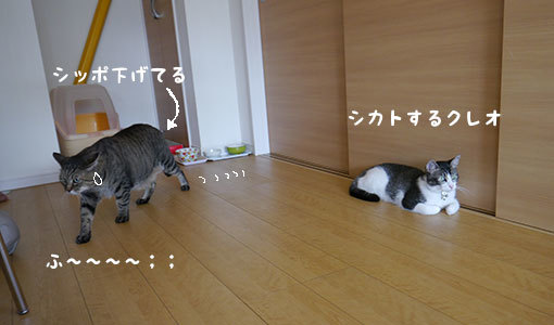 クレオ君の里帰りの首尾は？？_d0071596_22314847.jpg