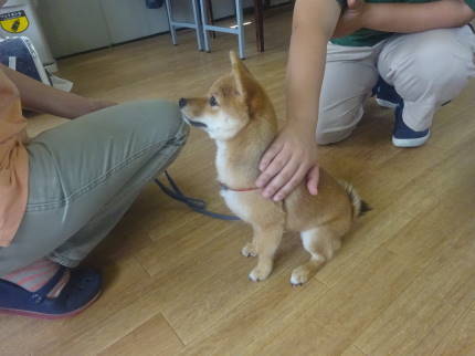 優良家庭犬認定試験！？土曜日幼稚園♪_a0338800_19465134.jpg