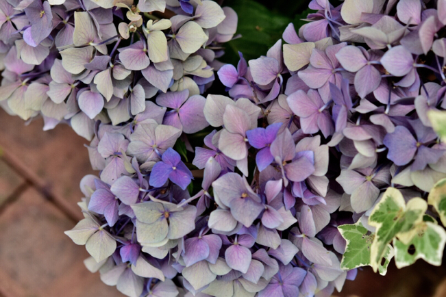 秋色紫陽花 渋いグレー 紫のアンティーク色のグラデーションがオシャレです 薔薇好き花好き庭が好き 元英国在住 アートセラピストが造る癒しの庭