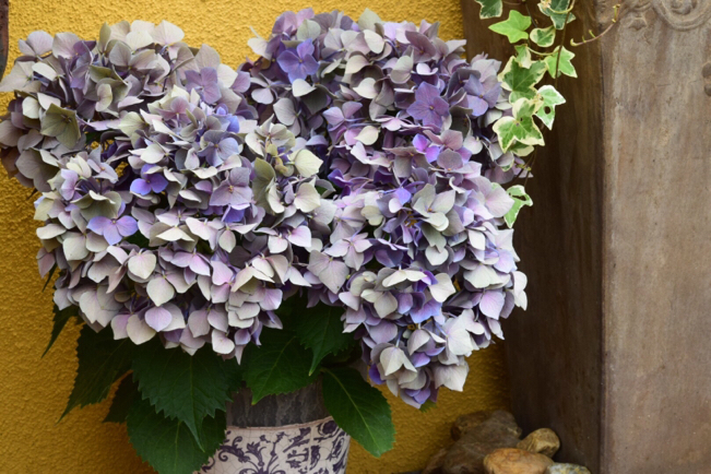秋色紫陽花 渋いグレー 紫のアンティーク色のグラデーションがオシャレです 薔薇好き花好き庭が好き 元英国在住 アートセラピストが造る癒しの庭