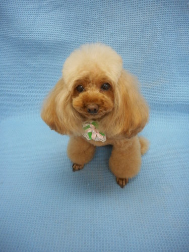 トイ プードルの花ちゃん ロングなお耳ヘアー カットでチャーミングになりました ふぉるむm A 千葉市 トリミングサロン 犬の美容室 千葉県 千葉市 花見川区 ペットサロン 検見川町3 340 18 ワンちゃんのカットハウス 千葉043 301 2995 10 00 19 00