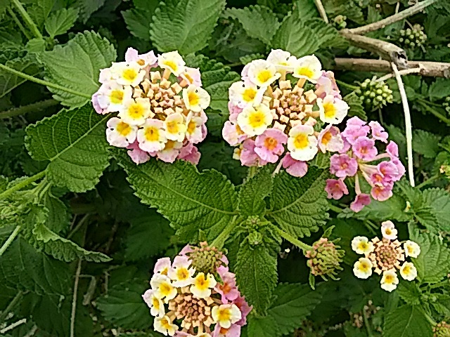 f0231709_11041664.jpg
