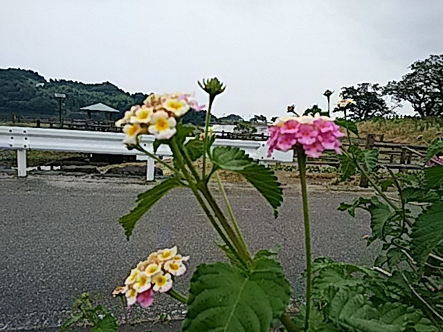 f0231709_11050746.jpg