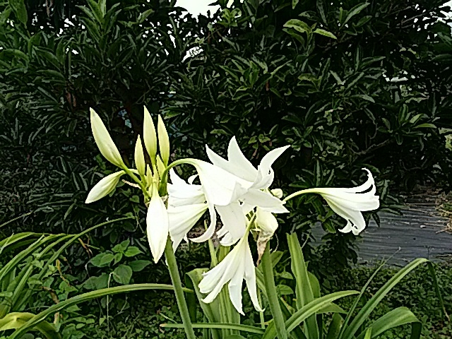 f0231709_11254346.jpg
