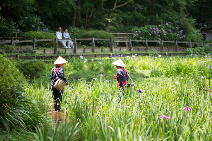 しょうぶ・あじさい祭り_c0186410_20114575.jpg