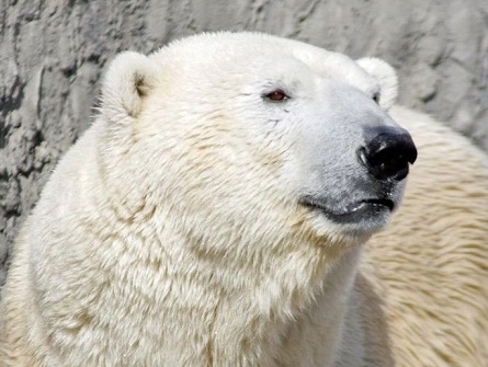 ロシア・サンクトペテルブルク、レニングラード動物園がプール改修工事開始 ～ ハールチャーナの来園準備_a0151913_23241778.jpg