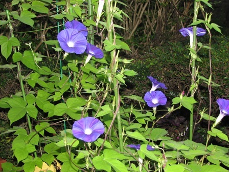 藍のひといろ　大西晶子_f0371014_12325756.jpg