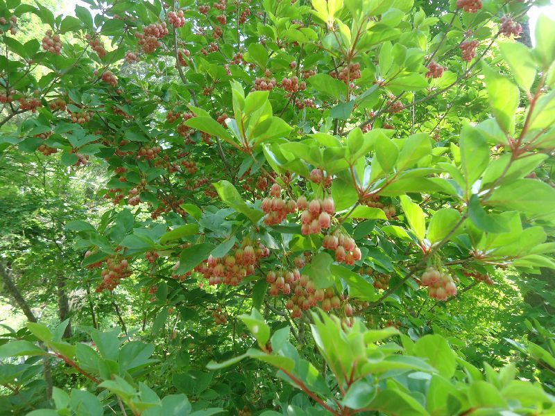 b0248920_19314287.jpg