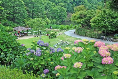 「三景園花まつり」　紫陽花園_f0110023_22214011.jpg