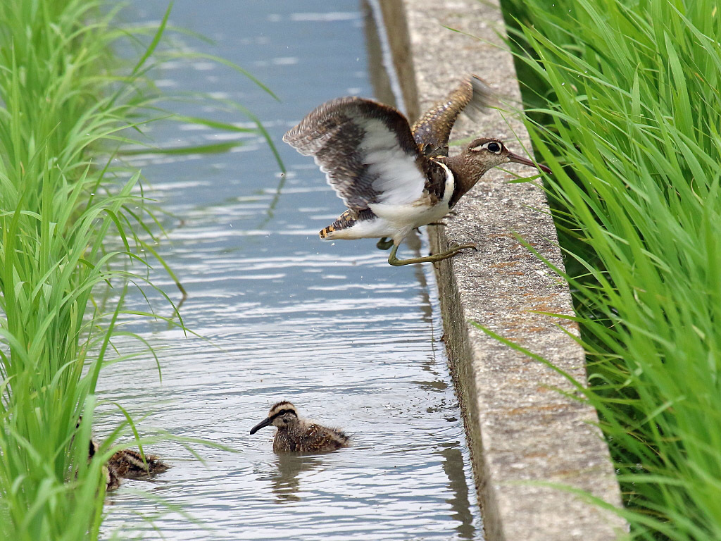 今日の鳥見　池島_f0368325_18590789.jpg