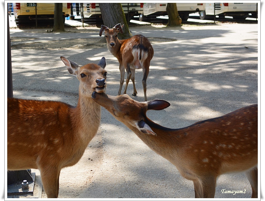 【806】娘一家との小旅行　奈良へ_c0128628_16255035.jpg