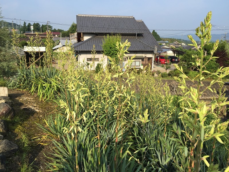竜舌蘭と楓_f0076731_21190271.jpg
