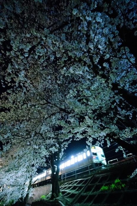 夜桜列車_f0050534_09523538.jpg