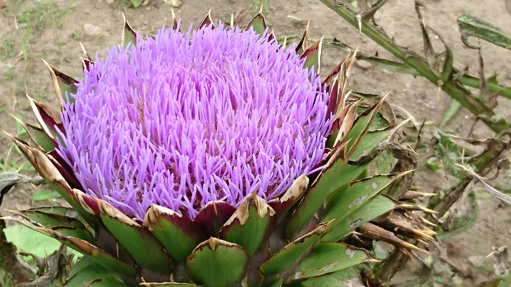 何だ、あれは？初めて行った公園で(@_@)_e0355140_23405460.jpg