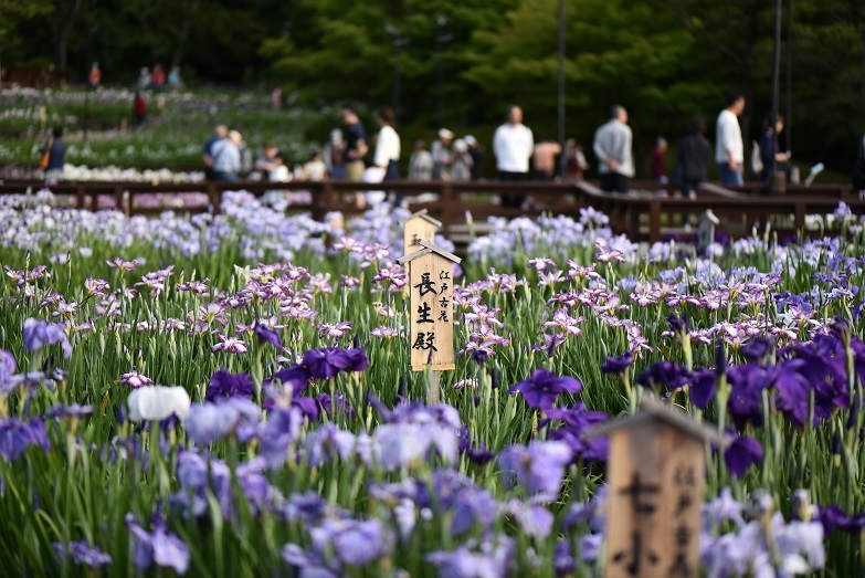 しょうぶ園＠山田池公園_a0237349_15563367.jpg