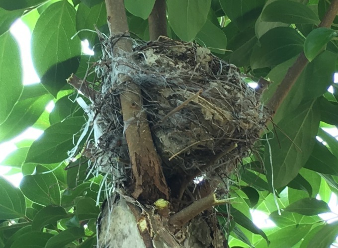 鳥の巣。柿の木枝落とししてたら発見。巣立ち後、鳥の種類不明、夕方飛びたつ鳥、ヒヨドリかな？海老蔵twitterに送るが地球の裏の娘のが３時間早いエー。地球に裏表無し。_e0082956_05205397.jpg