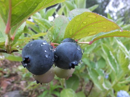 好きな果物は田舎の味_d0336460_12102944.jpg