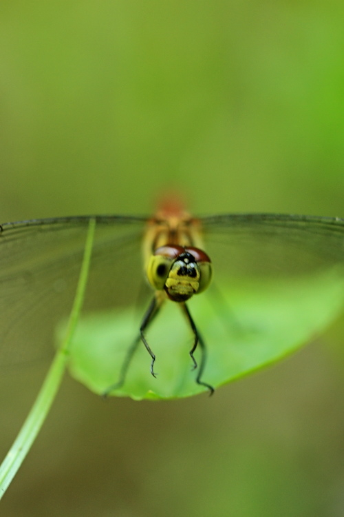 マユタテアカネの倒立♪_d0367763_19151454.jpg