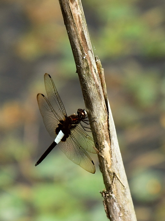 d0367763_22261729.jpg