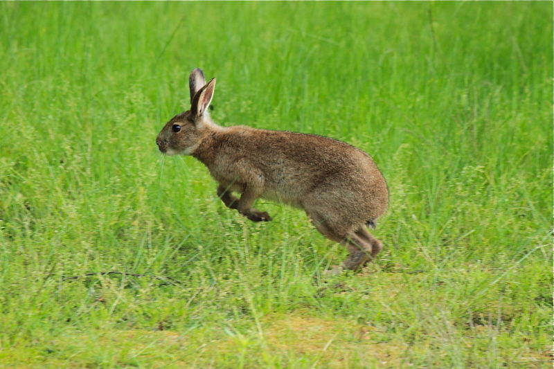 野うさぎさんに逢いました♪_d0367763_23584852.jpg