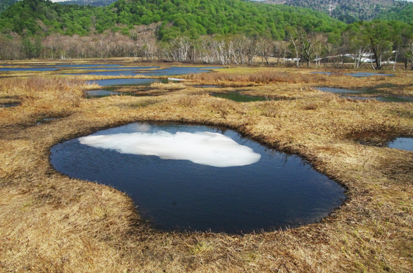 尾瀬に行く人に伝えたい湿原２　枯れ草の中の春　_e0235964_14422415.jpg