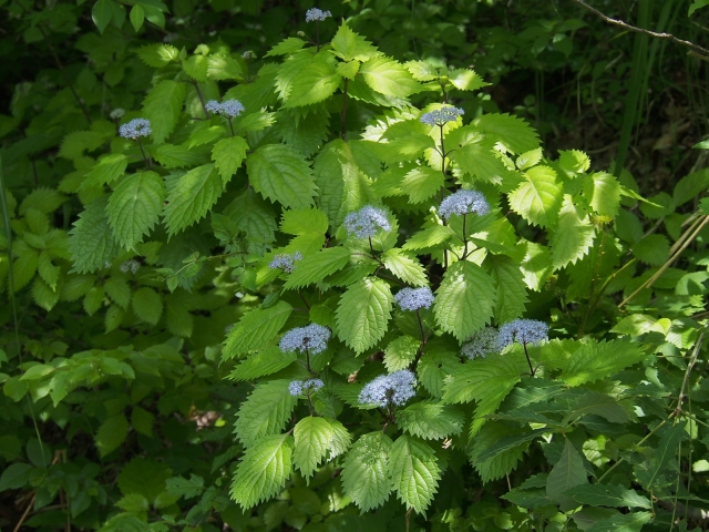 小室井山の草花_d0177570_14241186.jpg