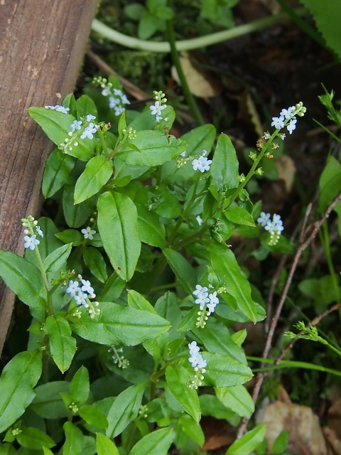 小室井山の草花_d0177570_14255282.jpg