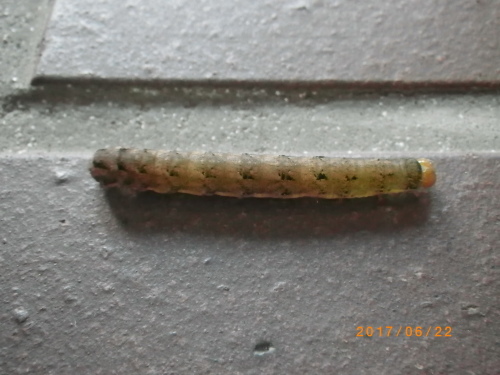 ヨトウ ガ_e0290580_20543911.jpg