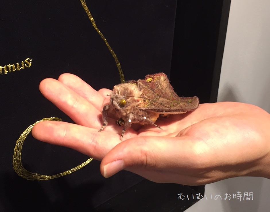 Lepidptera Altare (2) ~アケビコノハとタケカレハ~_b0116682_22431143.jpg