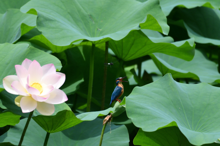 プチ遠征、初蓮池にて_e0367795_19131472.jpg