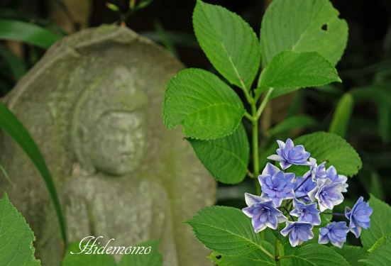 鎌倉に紫陽花を愛でに行ってきました！　5_d0252896_16185434.jpg